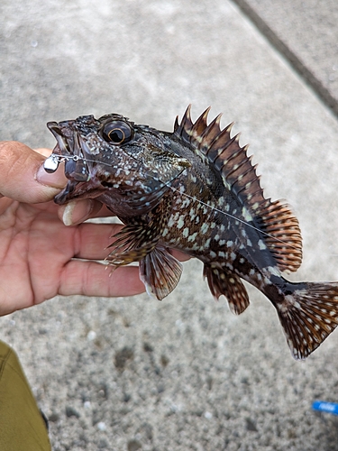 アラカブの釣果