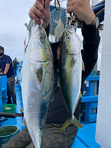 ワラサの釣果