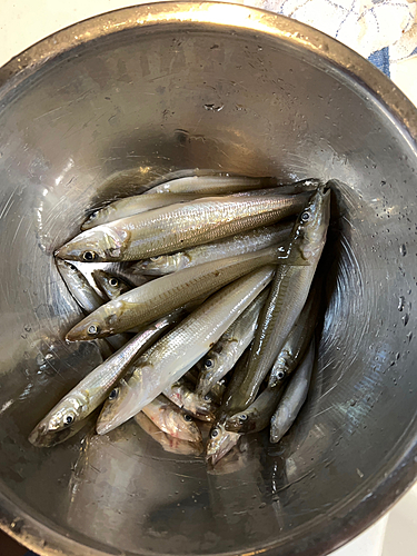 キスの釣果