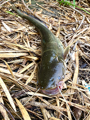 ナマズの釣果