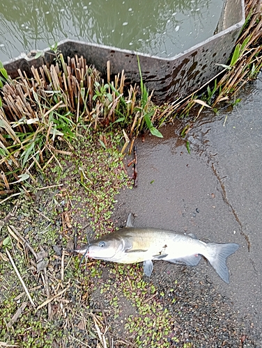 アメリカナマズの釣果