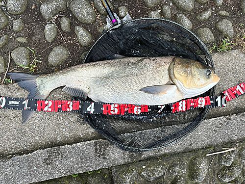 ハクレンの釣果