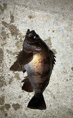 アカメバルの釣果