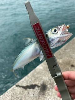 サバの釣果