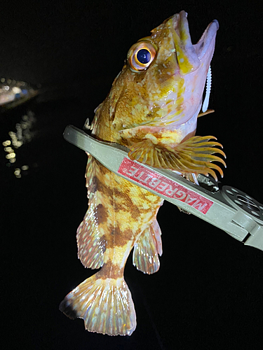 アラカブの釣果