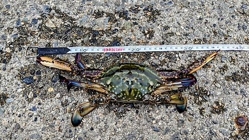 ワタリガニの釣果