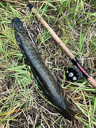 カムルチーの釣果