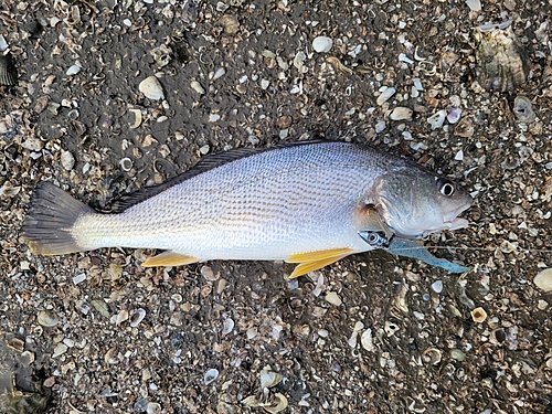 シログチの釣果