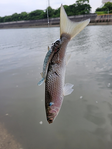 釣果