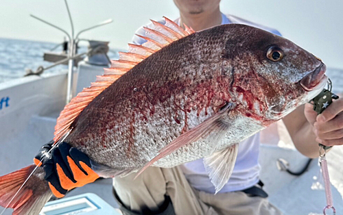 マダイの釣果