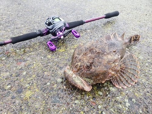 カジカの釣果