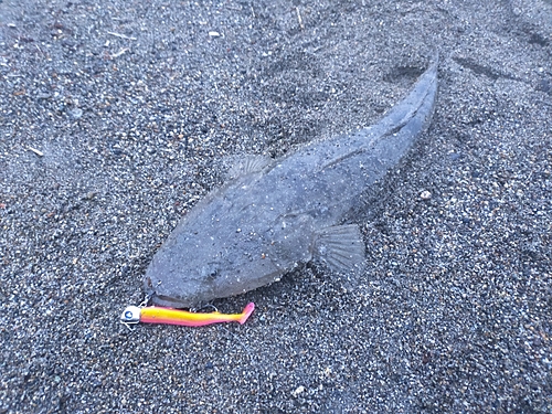 マゴチの釣果