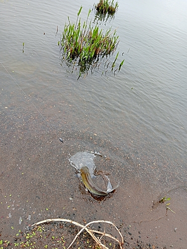 アメリカナマズの釣果