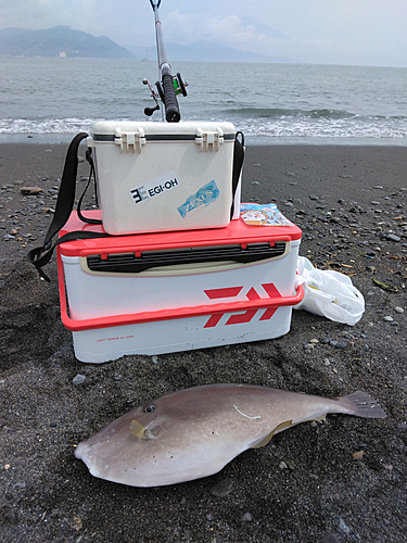 ウスバハギの釣果