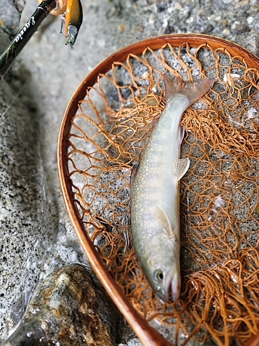 イワナの釣果