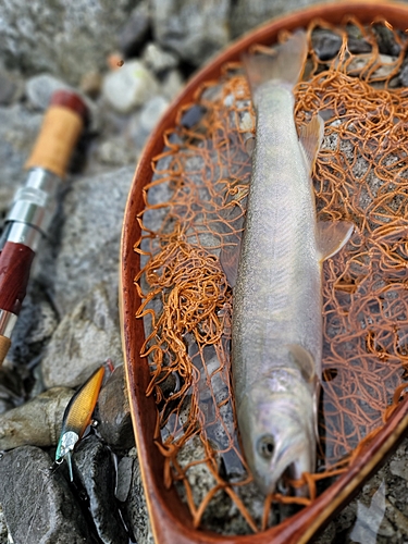 イワナの釣果