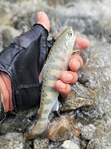 アマゴの釣果