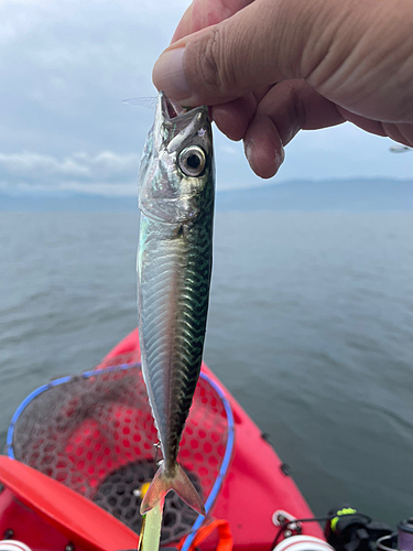 サバの釣果