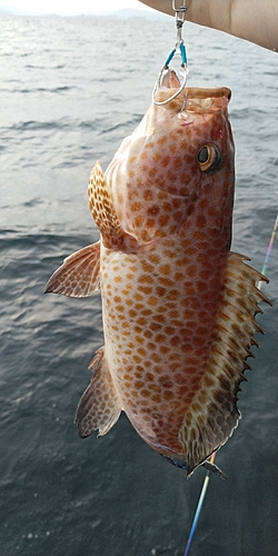 オオモンハタの釣果