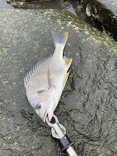 キビレの釣果