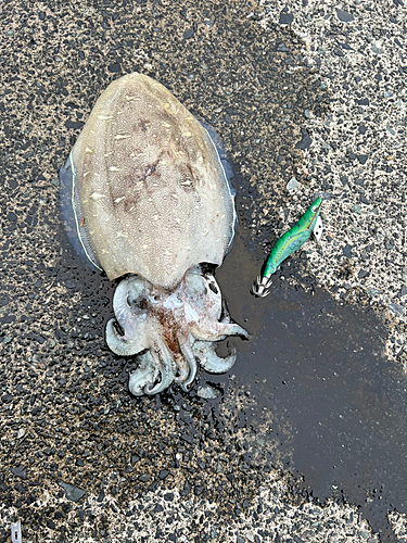 モンゴウイカの釣果