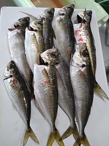 アジの釣果