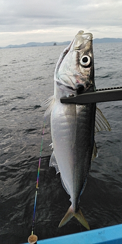 マルアジの釣果