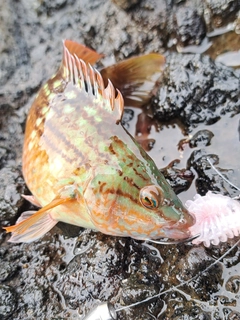 ホシササノハベラの釣果