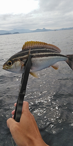 イサキの釣果