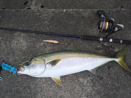 メジロの釣果