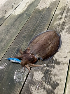 コウイカの釣果