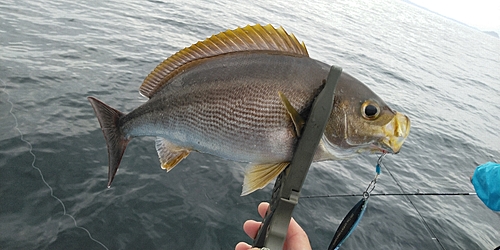 イサキの釣果