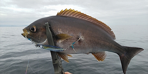 イサキの釣果