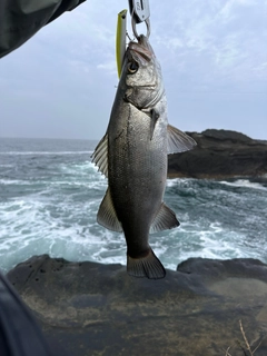 フッコ（ヒラスズキ）の釣果