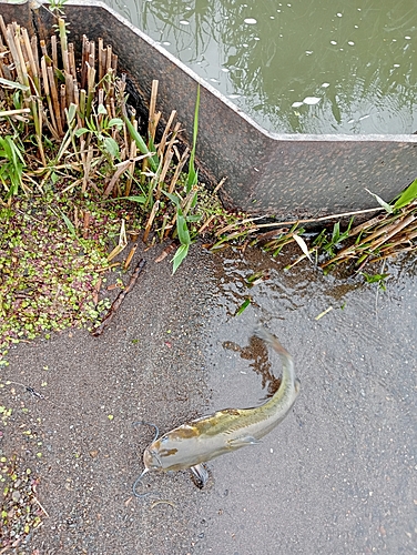 アメリカナマズの釣果