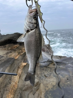 フッコ（ヒラスズキ）の釣果