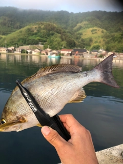 イサキの釣果