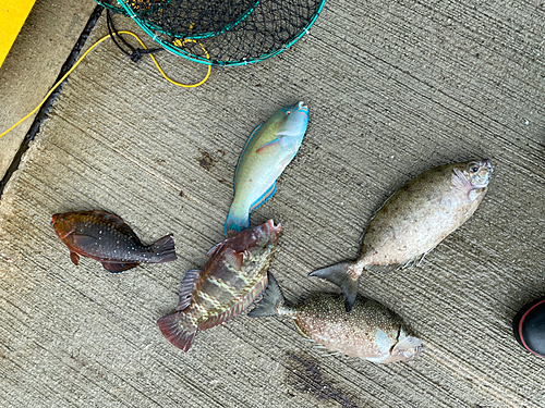 ブダイの釣果