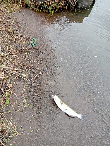 アメリカナマズの釣果