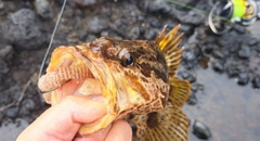 タケノコメバルの釣果