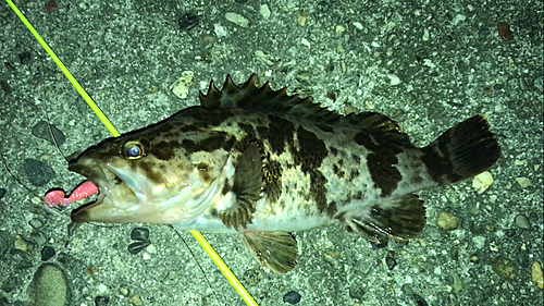 タケノコメバルの釣果