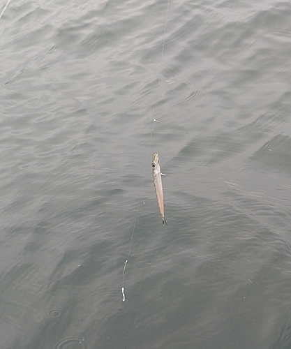 カマスの釣果