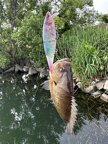 ブルーギルの釣果