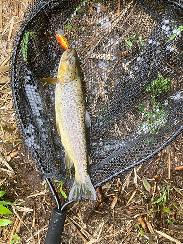 ブラウントラウトの釣果