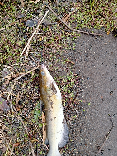 アメリカナマズの釣果