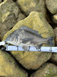 チヌの釣果