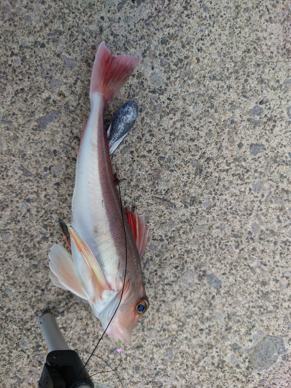 ホウボウ