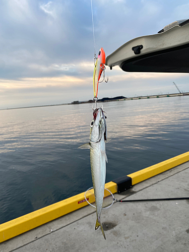 タチウオの釣果