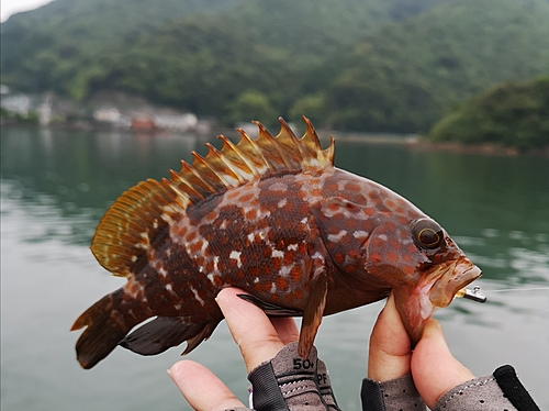 キジハタの釣果