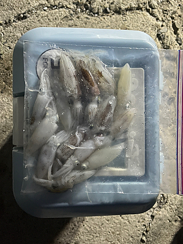 ヒイカの釣果